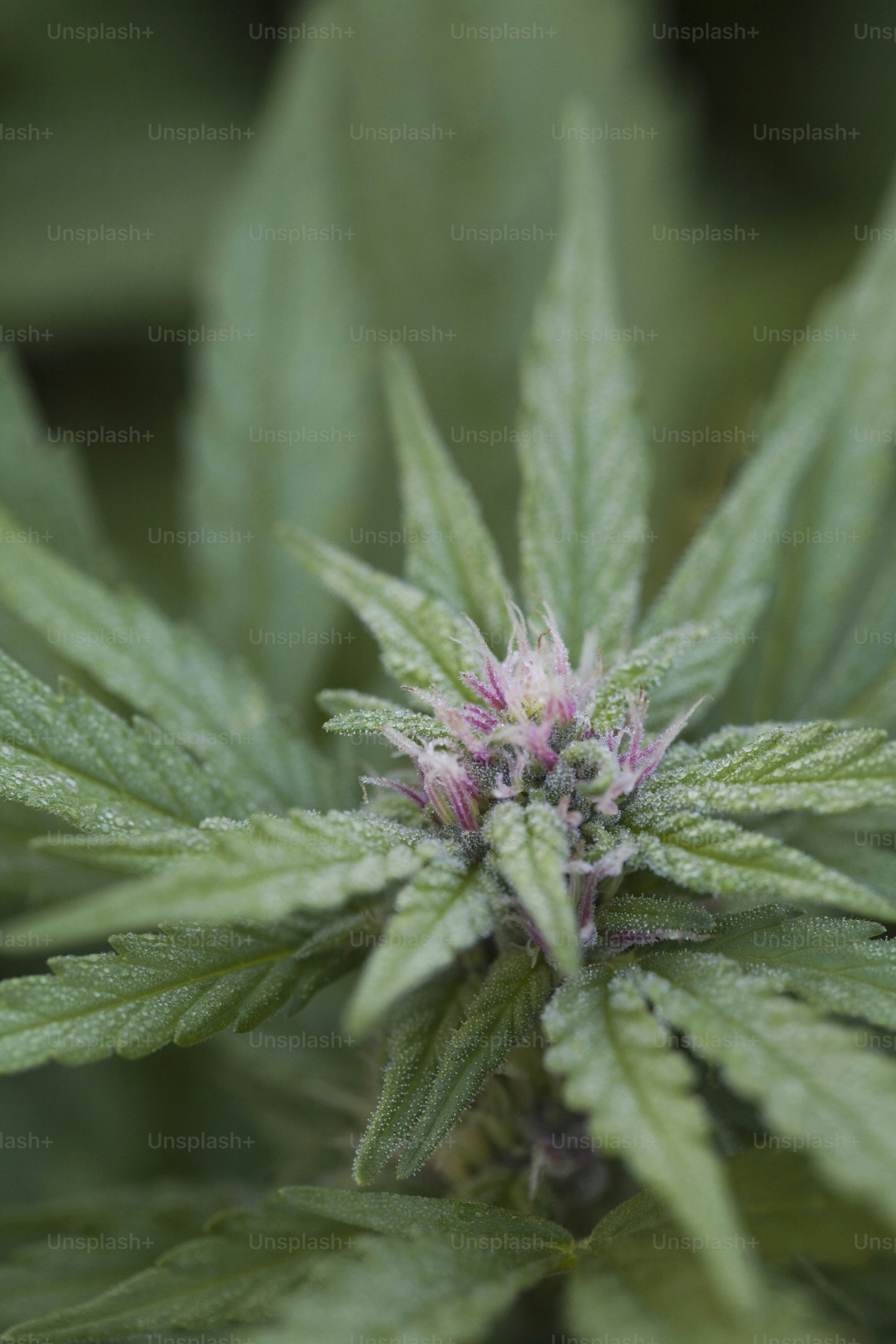 a close up of a green plant with leaves